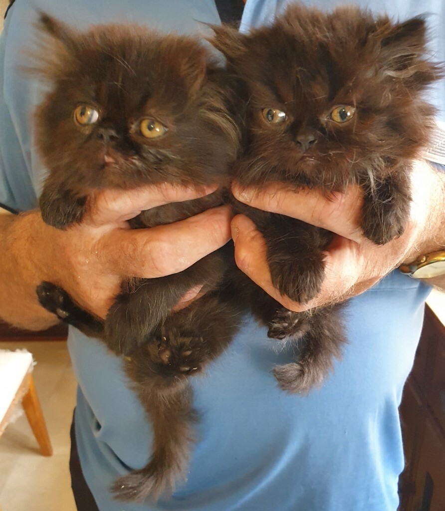 persian cats for sale gumtree